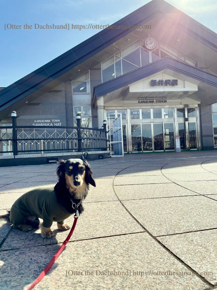 photo_犬と旅行_犬連れ旅行_travel tips for riding on the bullet train with dogs_Otter the Dachshund_犬連れ新幹線の乗り方完全マニュアル_カニンヘンダックス_オッター_軽井沢駅前